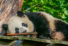 pandas geants zoo beauval