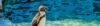 penguin zoo beauval